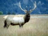 Magnificent elk