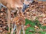 Doe and fawn in grass