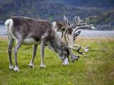 Reindeer in Norway