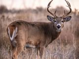 White-tailed buck