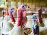 Turkeys in barn