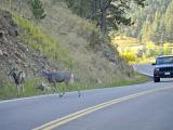 Two deer and car in road
