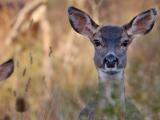 Two mule deer in field