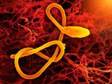 ebola red gold