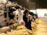 Dairy cows feeding