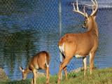 Buck and doe on deer farm