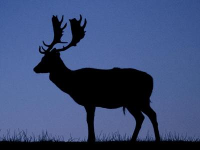 Deer head background