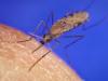 Anopheles mosquito