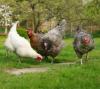 Backyard chicken flock