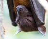 Upside-down fruit bat