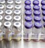 Rows of vaccine vials