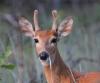 Young white-tailed buck